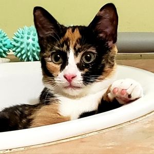 Meet your Posher, Donna